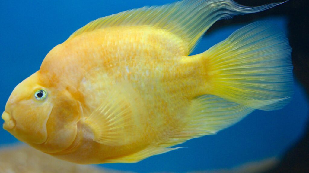 Yellow parrot fish.