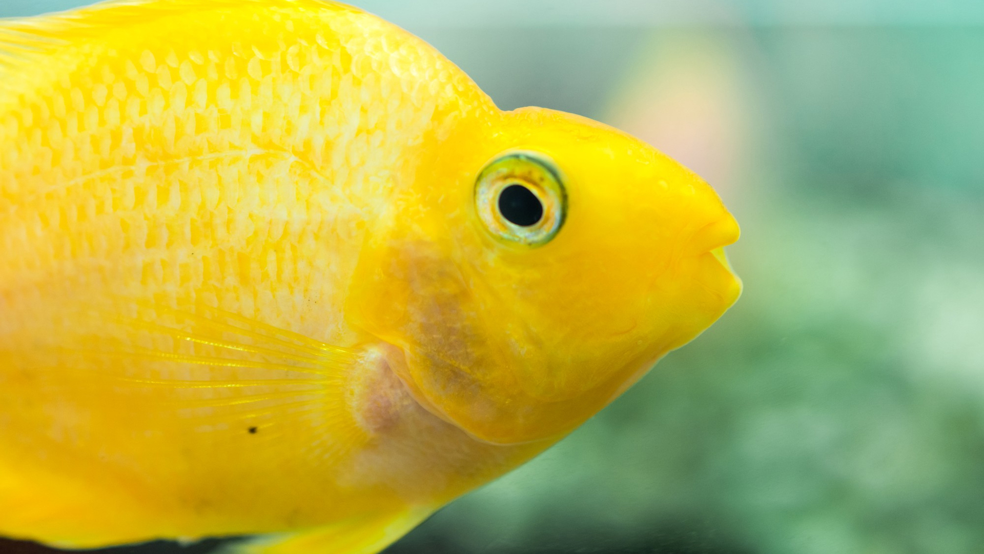 You are currently viewing Explore The Uniqueness of Yellow Parrot Fish | Easy Cichlids Guide