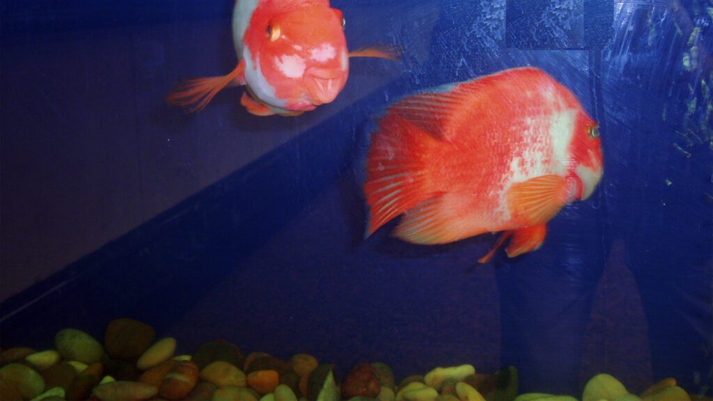 Blood parrot cichild type.