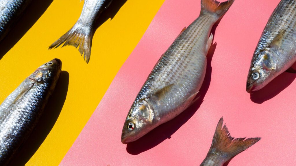 Best Dither Fish To Help Aggressive and Shy Fish