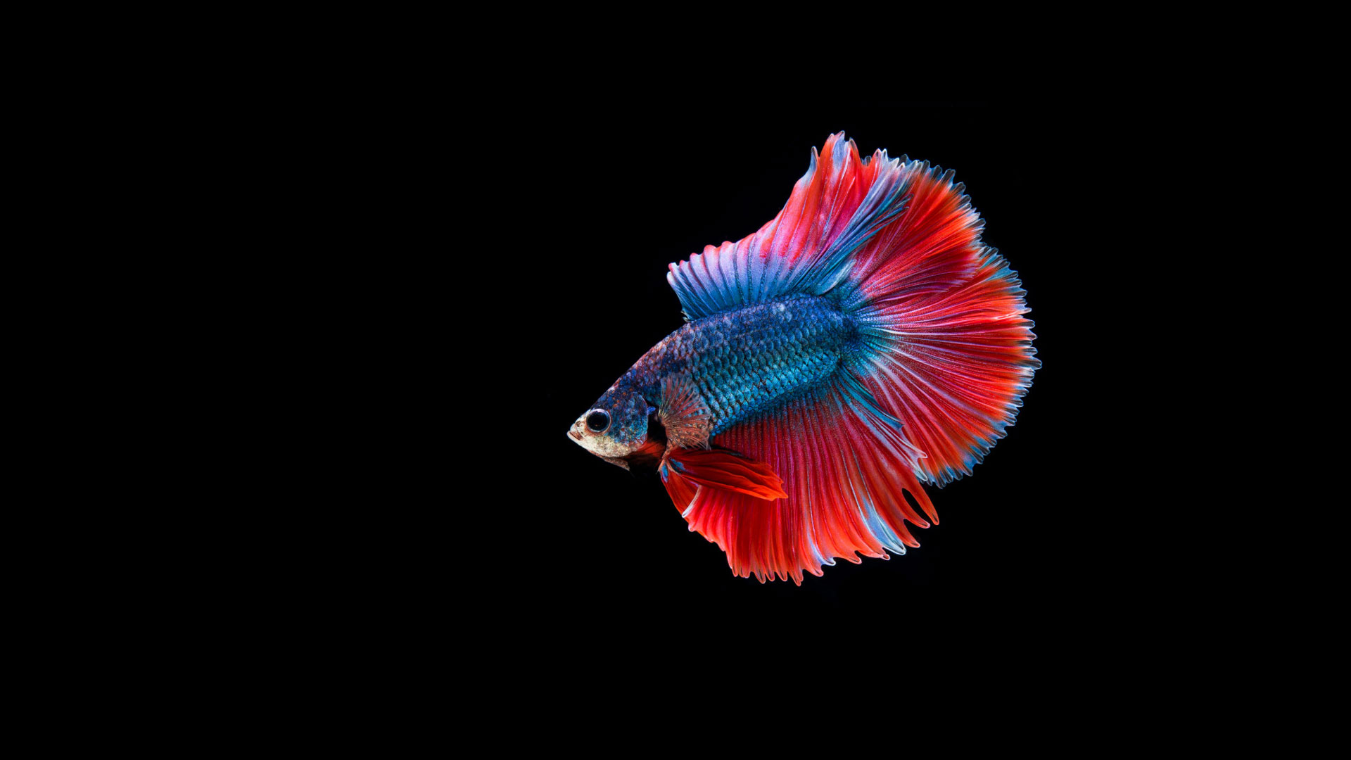 Read more about the article 8 Reasons Why Your Betta Fish Is Not Eating | A Complete Guide
