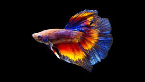 Read more about the article What Do Betta Need In Their Tank | Best Starter Kits For Betta Fish