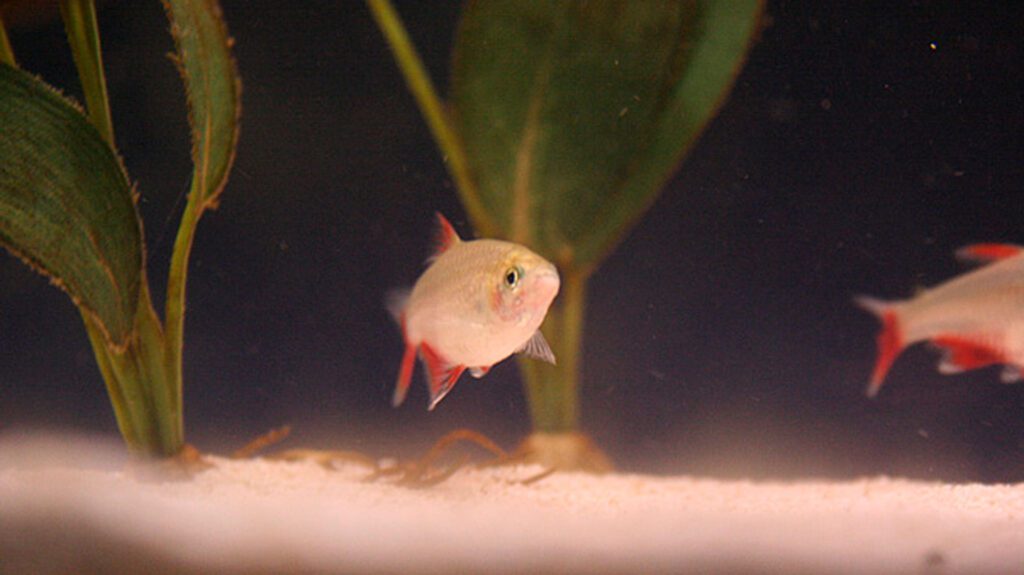 bloodfin tetra