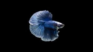 Read more about the article Learn About Blue Betta Splendens Species: Facts & Characteristics