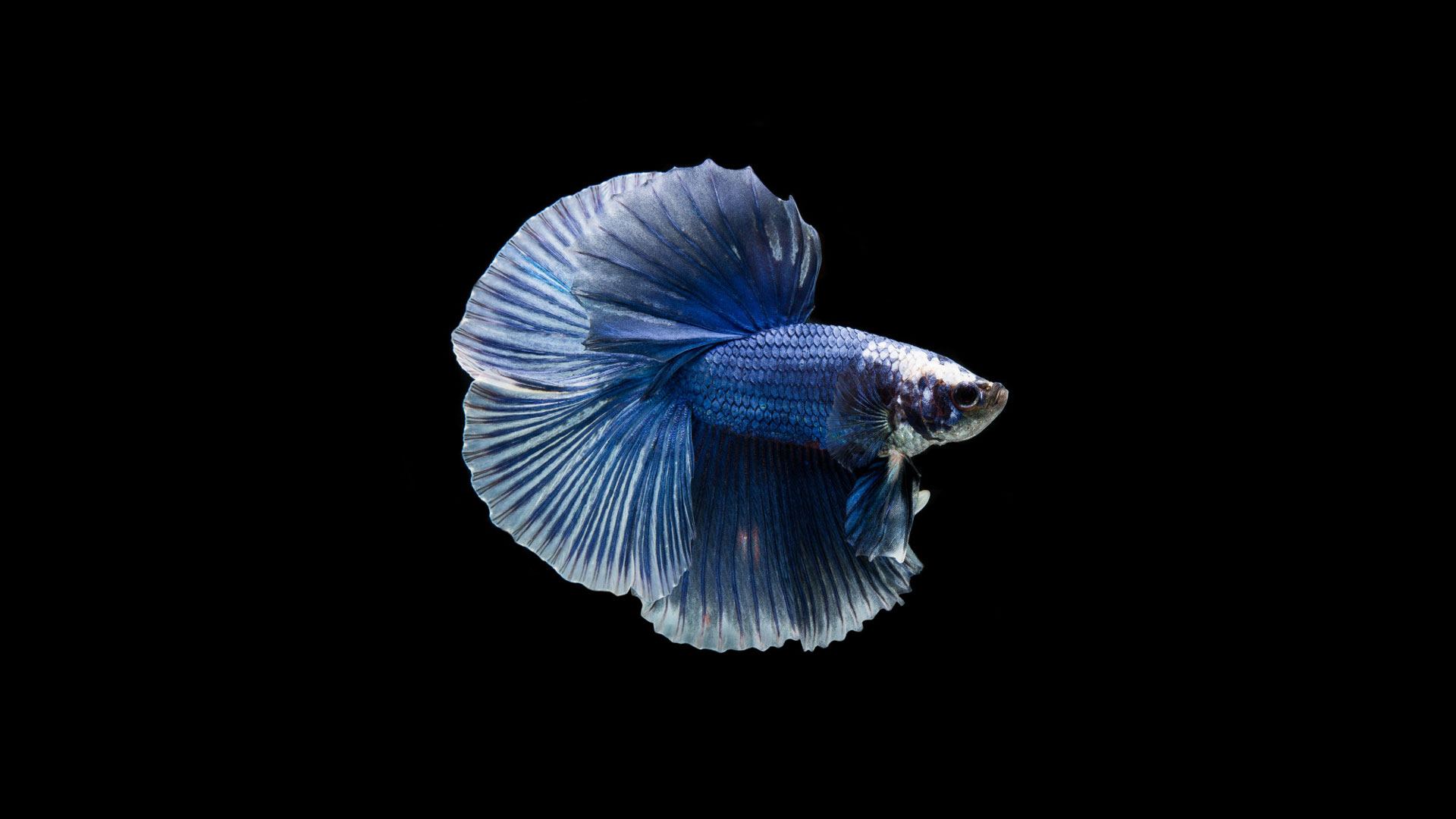 You are currently viewing Learn About Blue Betta Splendens Species: Facts & Characteristics
