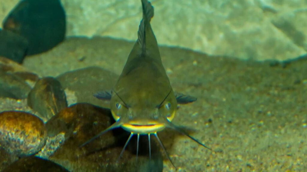 bullhead fish