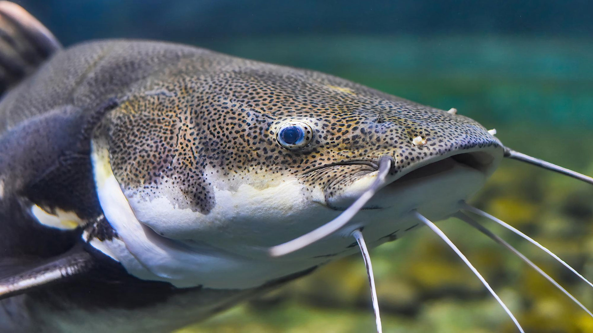 You are currently viewing Which Fish is the Best Choice for Black Bullhead Catfish?