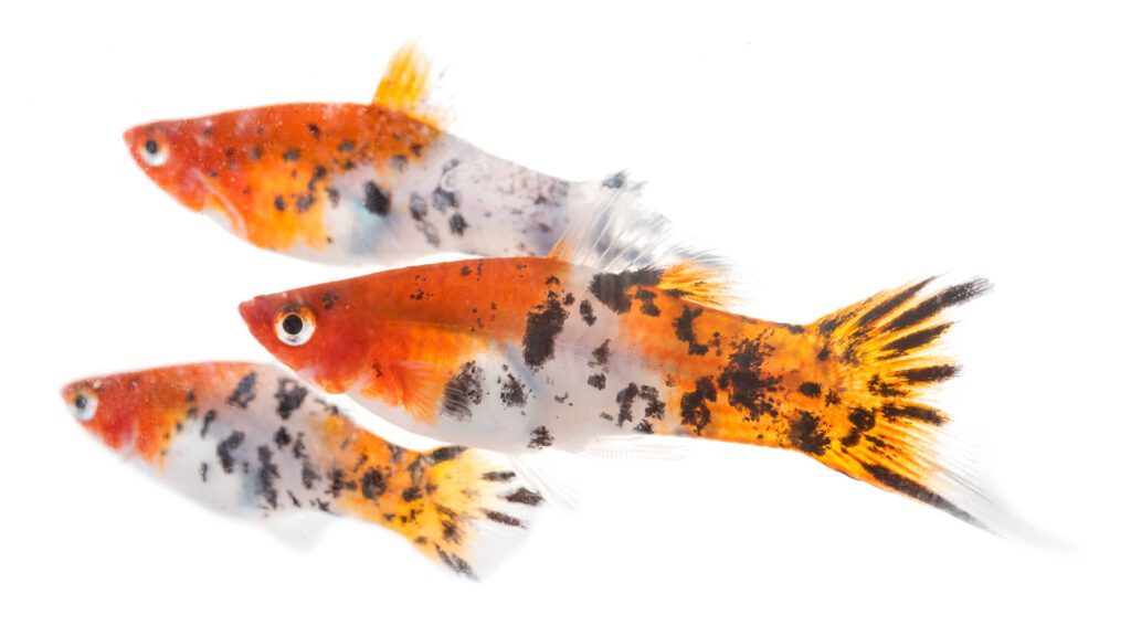 Dalmatian Lyretail Molly