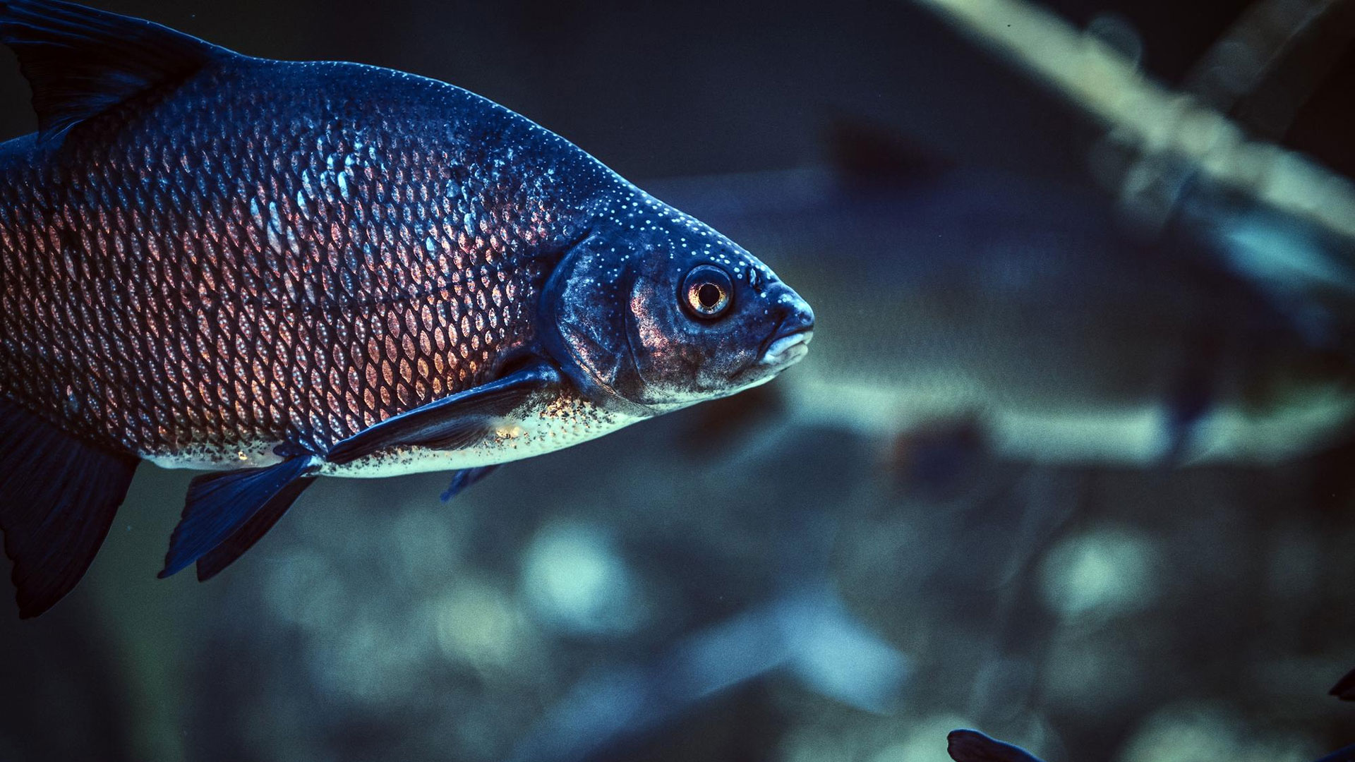 Read more about the article The Role Of Dither Fish In Your Aquarium | An Expert Guide