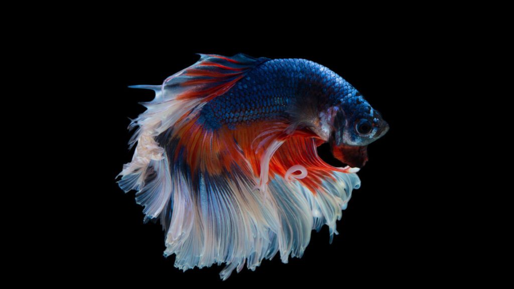 Betta Fish Conditioning