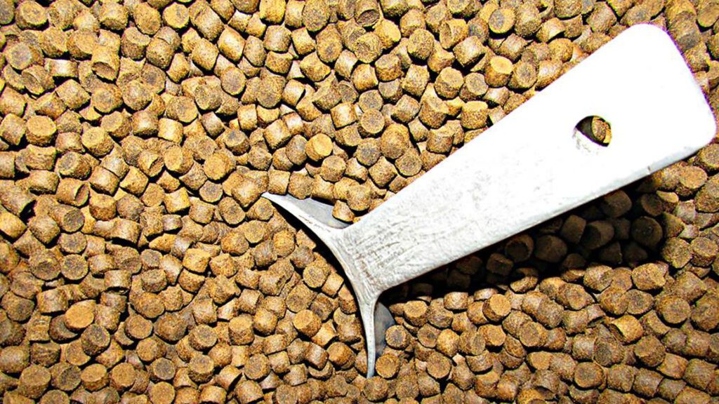 diet and feeding of fish
