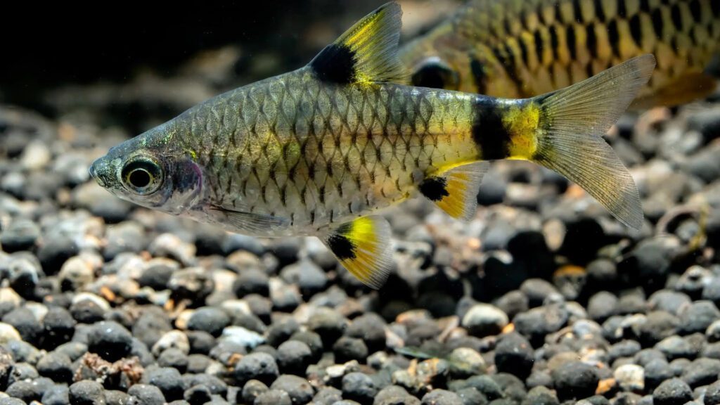 Dwarf Barbs are fishes that can easily go with x ray fishes.