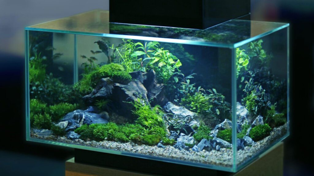 Fluval betta Premium Aquarium Kit