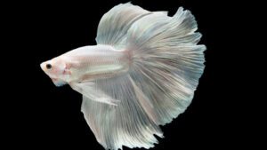 Read more about the article Aquarium 101: Halfmoon Betta Fish | A Tropical Fish Guide