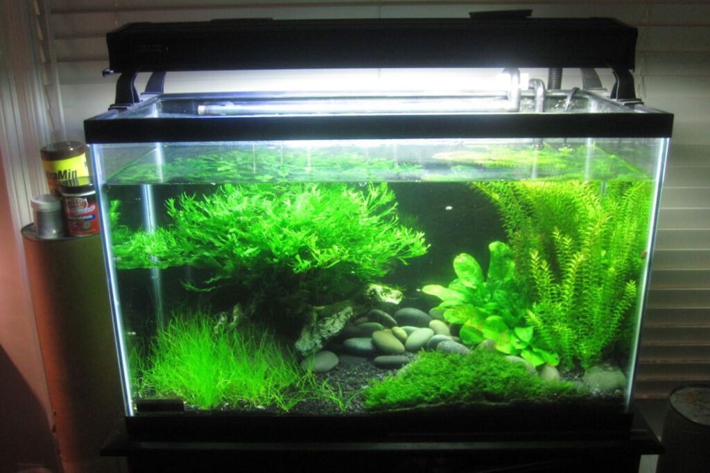 Possible Preventions: Avoiding The New Tank Syndrome In Your Tank