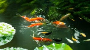 Read more about the article What Is The Ideal Backyard Koi Pond Size and Depth? Guide 101