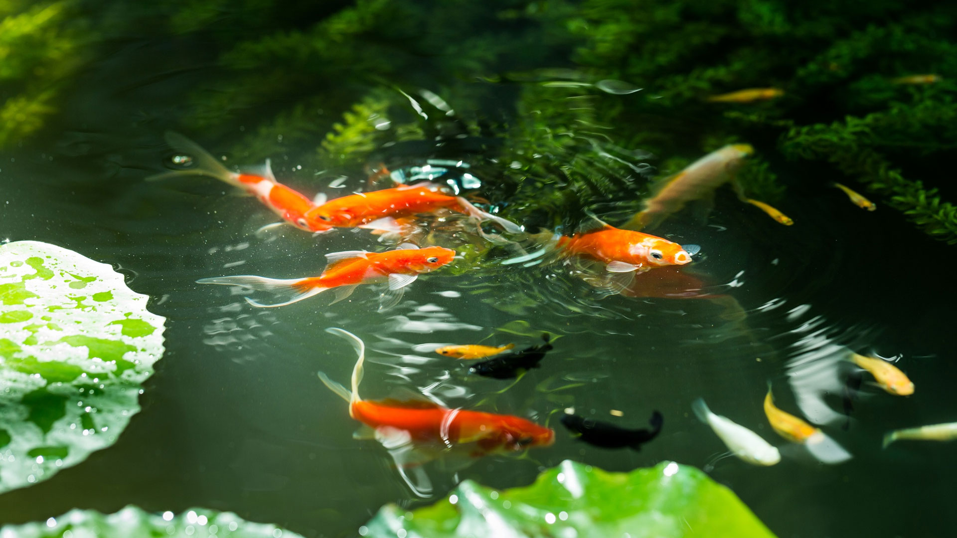 You are currently viewing What Is The Ideal Backyard Koi Pond Size and Depth? Guide 101