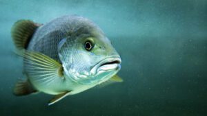 Read more about the article Mangrove Fish: Understanding The Saltwater Mangrove Snapper