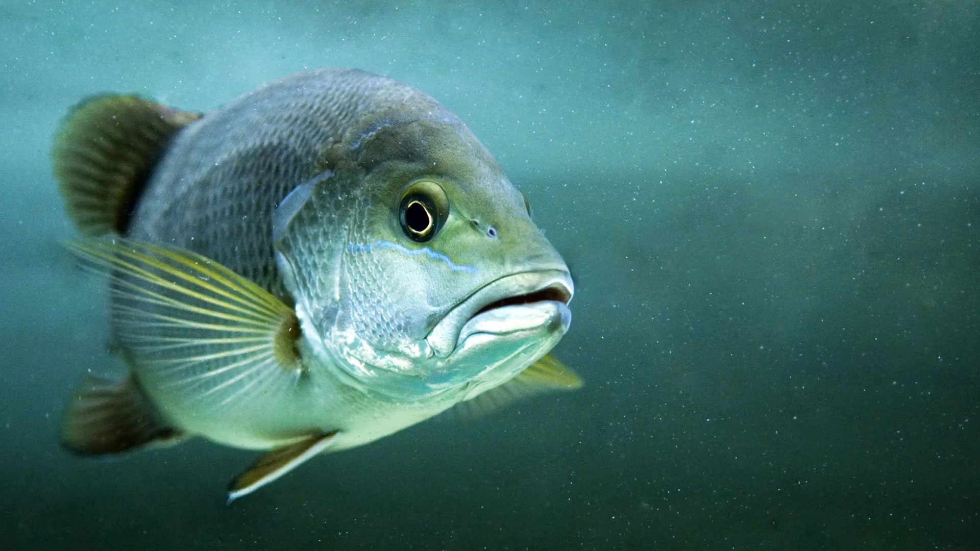 You are currently viewing Mangrove Fish: Understanding The Saltwater Mangrove Snapper