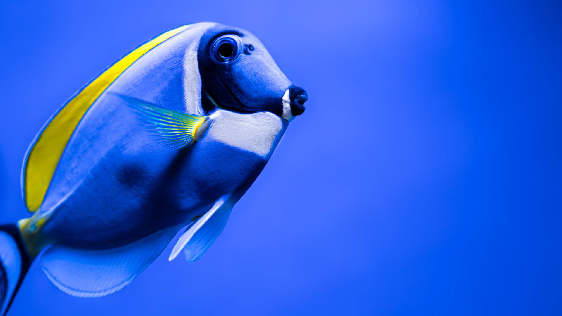 You are currently viewing Different Types of Marine Fish Life Scales? A Complete Guide