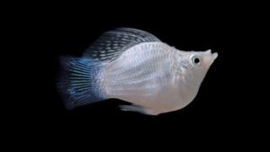 Read more about the article Types of Molly Fish | Rare Colors, Fin & Tail Variants
