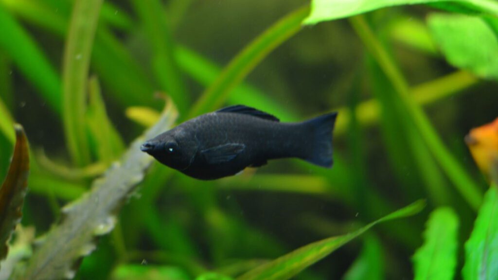 when molly gives bith