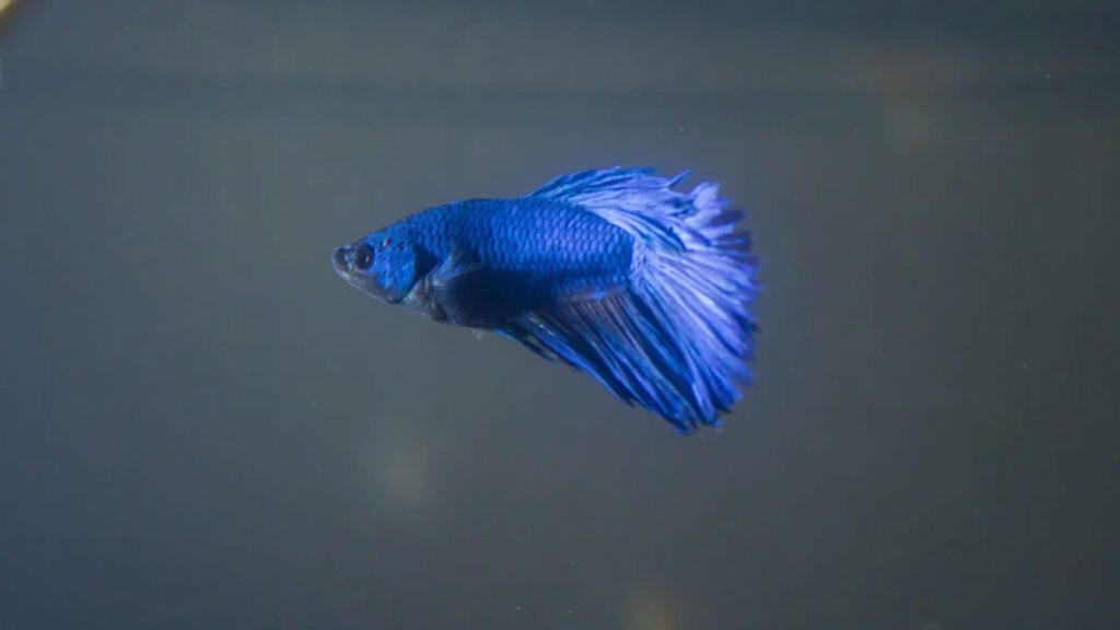 survival condition of pet bettas