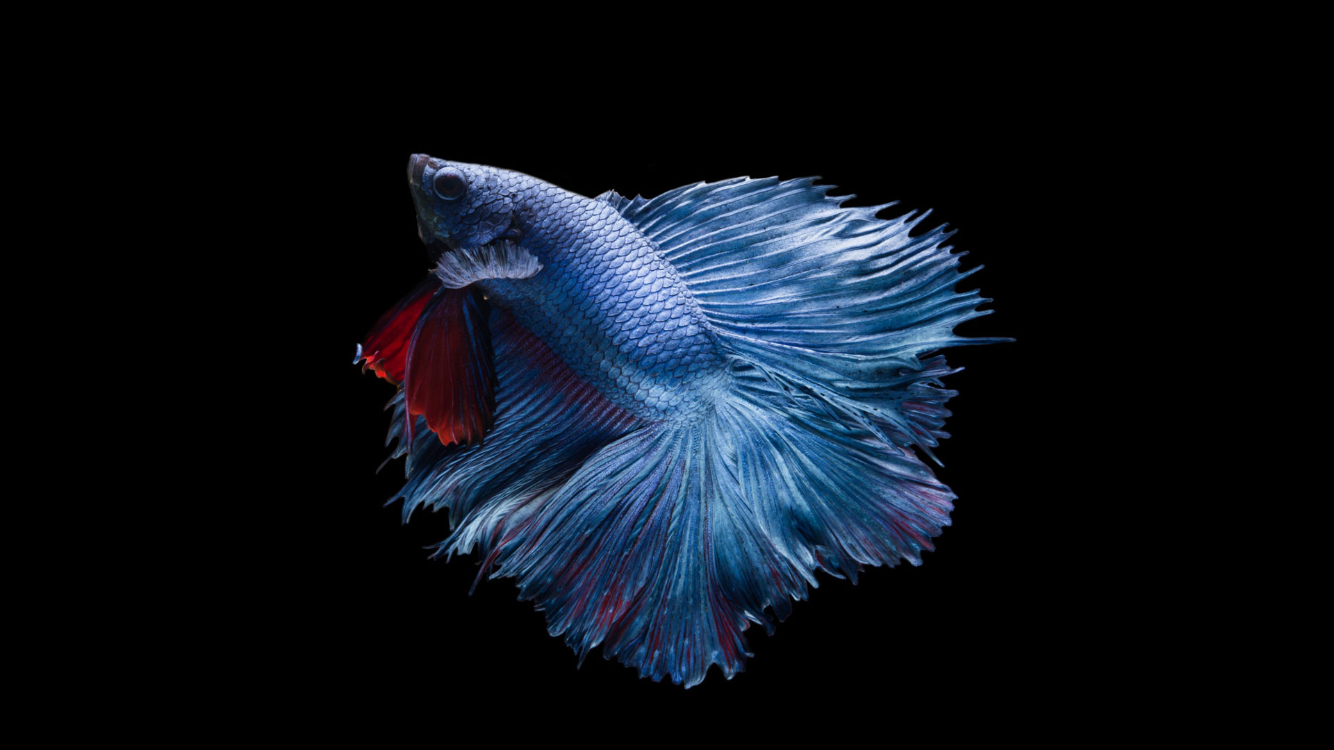 You are currently viewing Is My Betta Fish Pregnant? | Signs and Symptoms