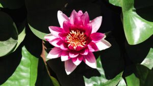 Read more about the article Red Tiger Lotus (Nymphaea zenkeri) Care | Guide 101
