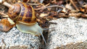 Read more about the article What To Do With Snail Eggs In The Aquarium? | An Expert Guide