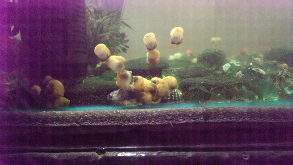 Pros and Cons of Removing Snail Eggs from Your Aquarium