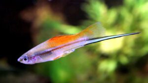 Read more about the article Swordtail Fish Care | Diet, Breed & Habitat Overview