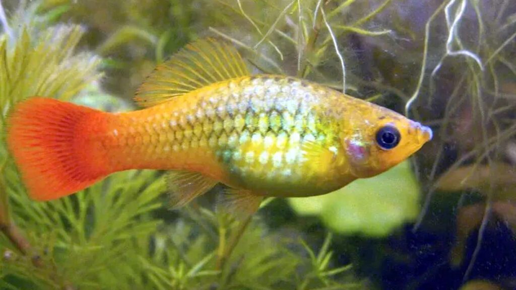 Sunset Variatus Platy